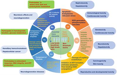 Toxic and essential metals: metabolic interactions with the gut microbiota and health implications